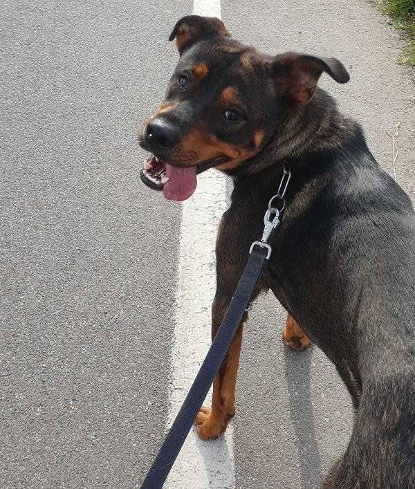 Tiglio delicato cucciolotto mix Rott, ipovedente a un occhio Foto 8